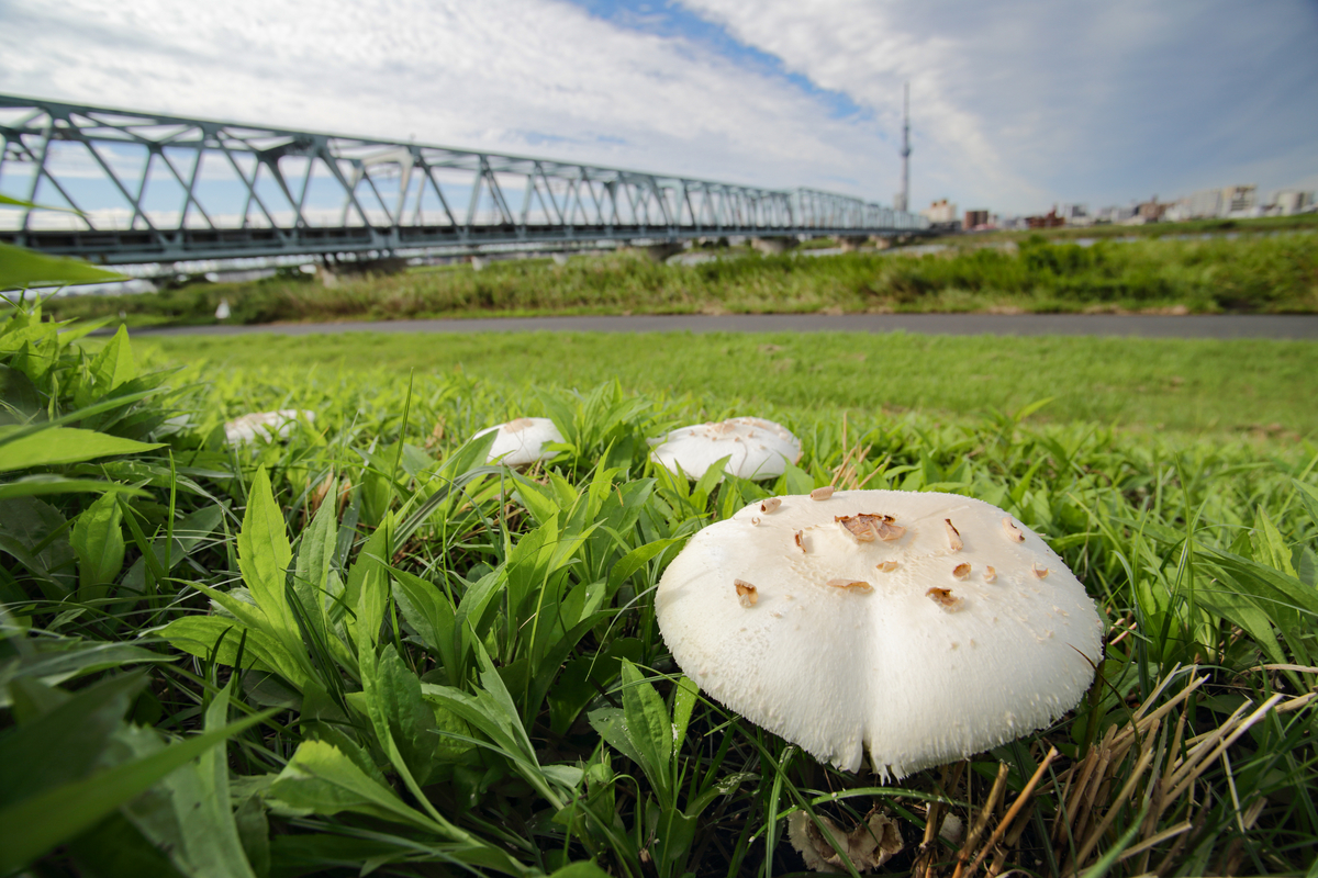 キノコと鉄橋