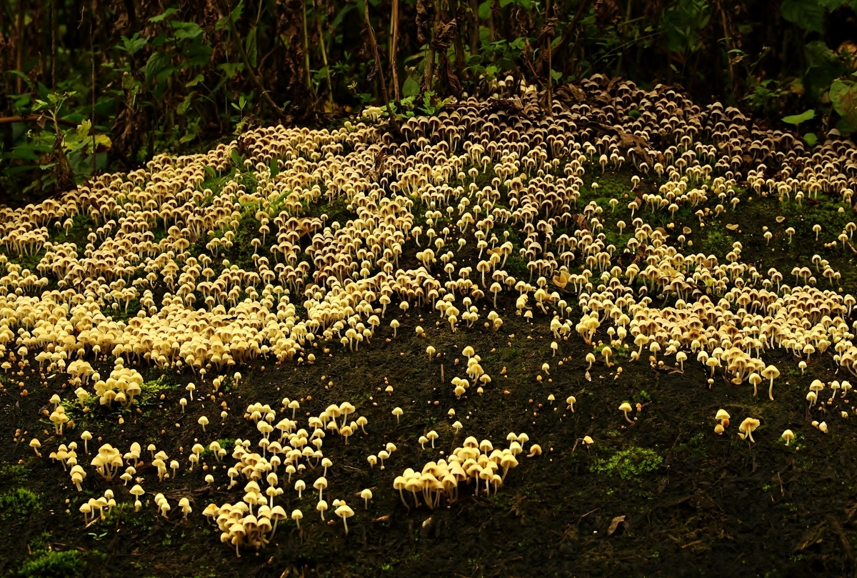 きのこの森