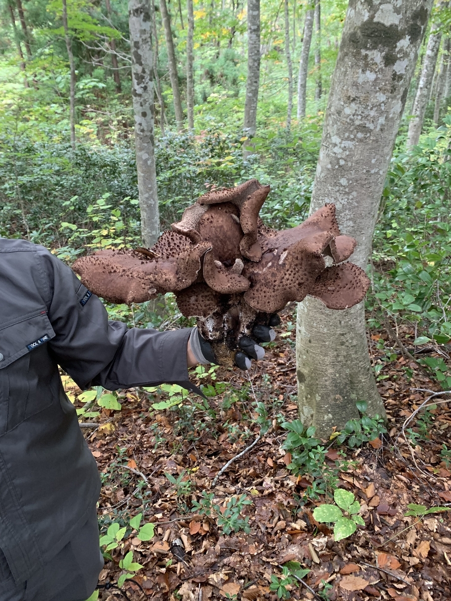 幻のきのこ「コウタケ」を求めて コウタケ