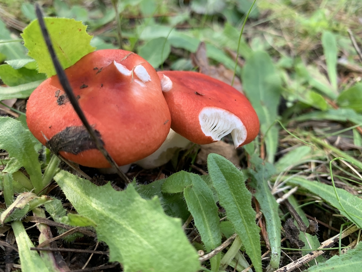 誰が食べたの？