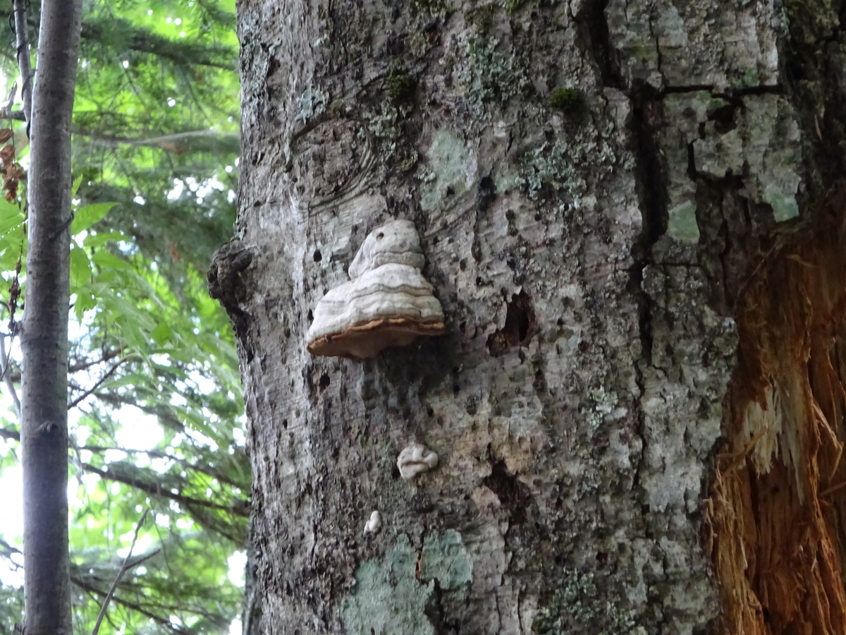 鼻水でそう ツリガネタケ