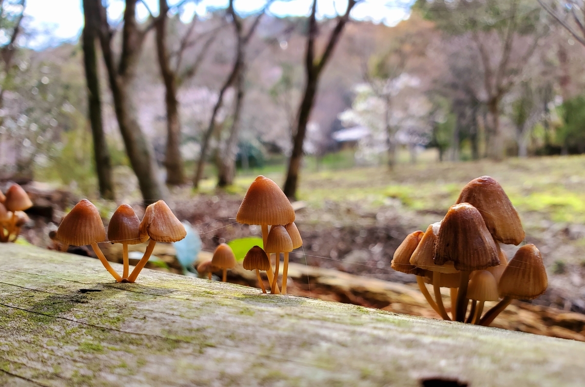 きのこたちのお花見🍄 クヌギタケ？