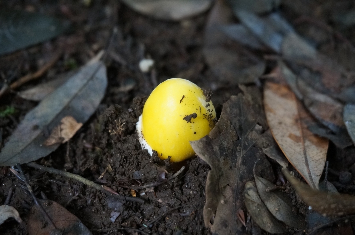 黄色いカサのキタマゴタケ