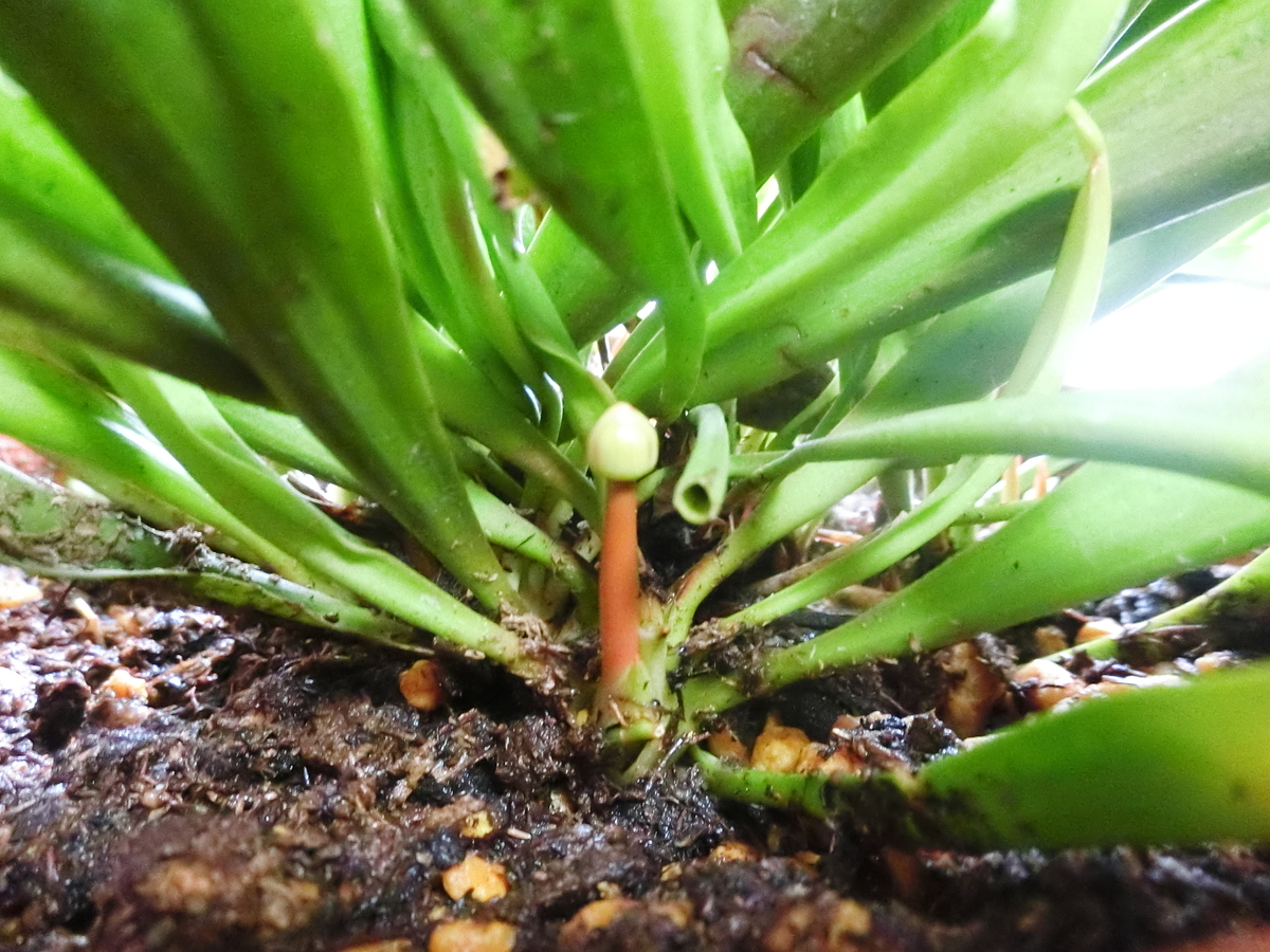 生えたばかりです。 食虫植物サラセニアのつぼみ