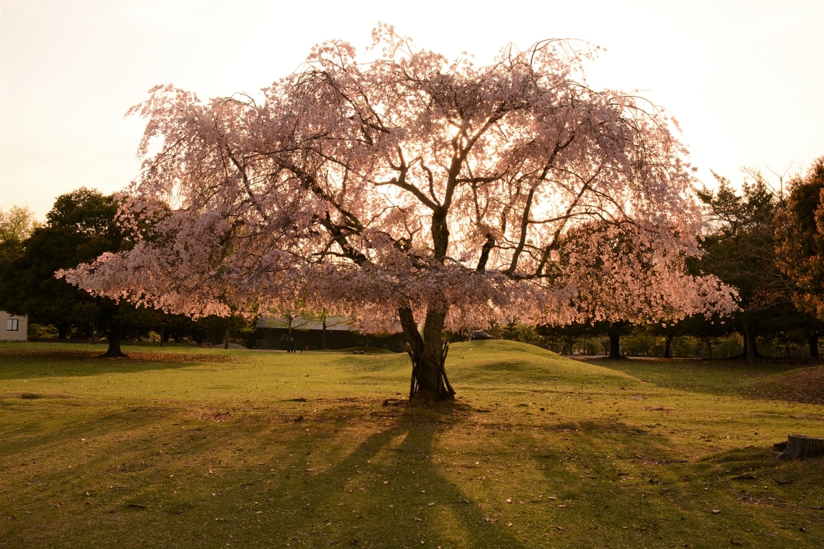 おかっぱ桜 奈良公園の桜