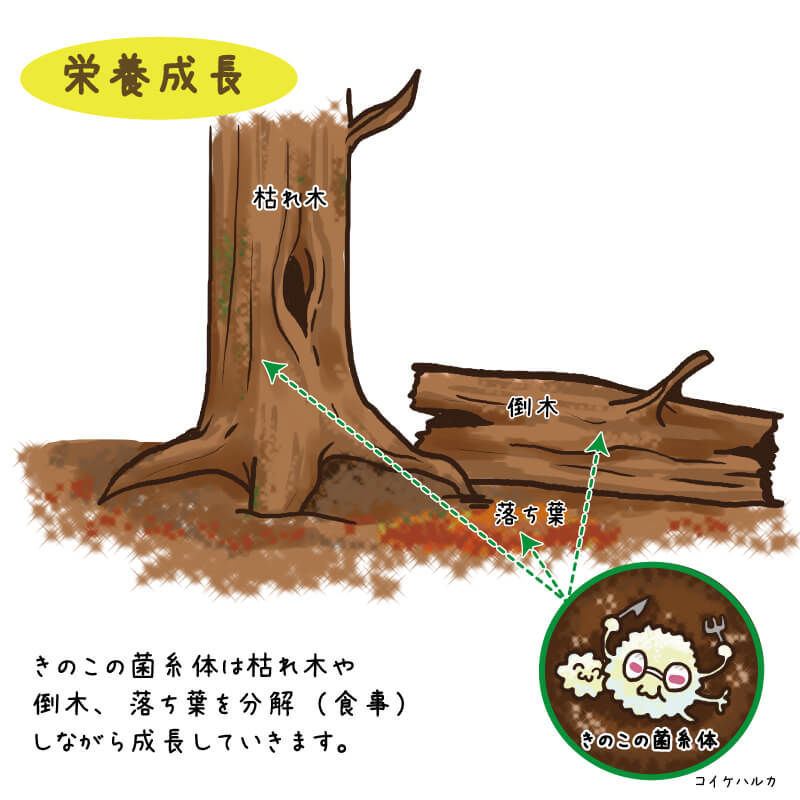 気中菌糸のメカニズム