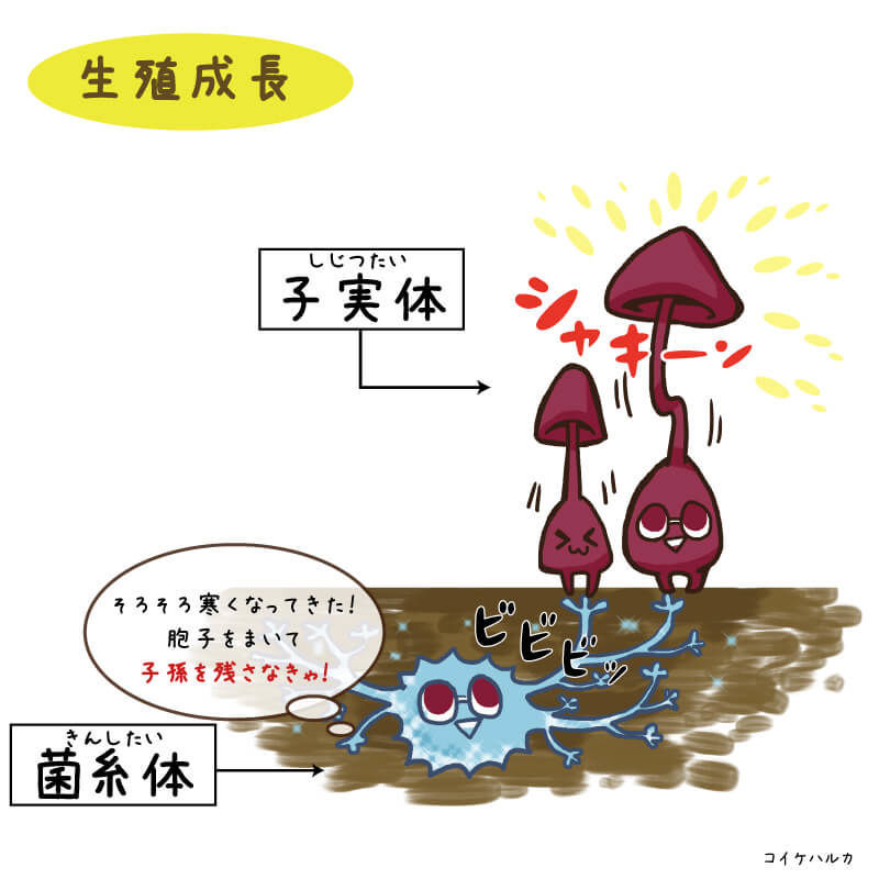 気中菌糸のメカニズム