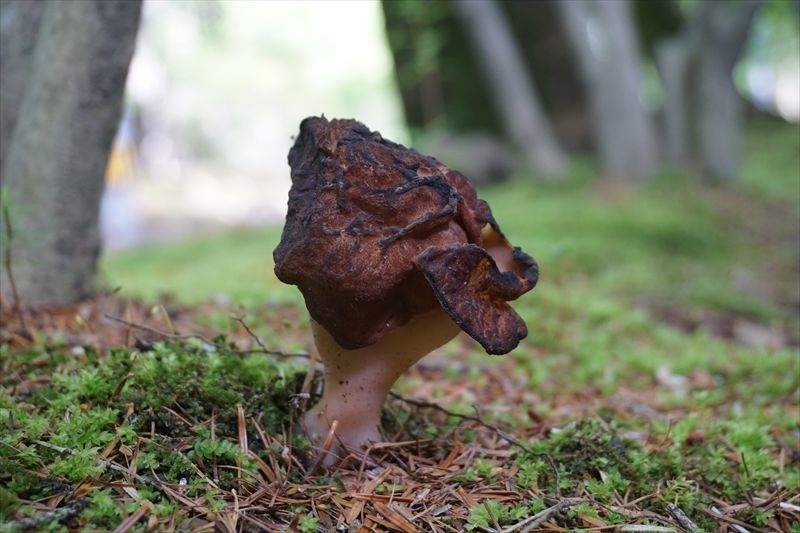 シャグマアミガサタケ（赭熊網笠茸）